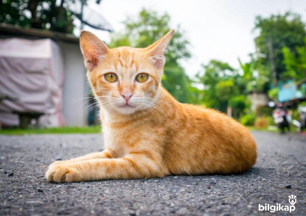 Çok Parmaklı Kediler  Evcil Hayvanlar Kedi Bakımı
